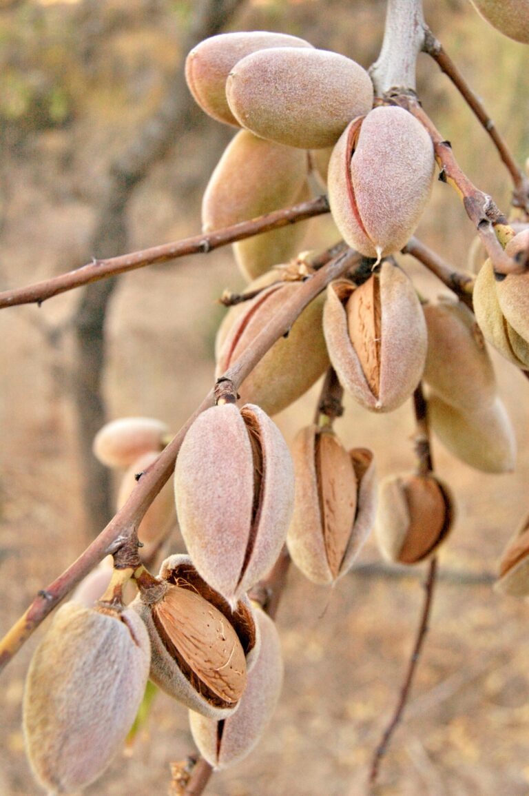 A detailed close-up of almonds growing on a tree branch in an outdoor setting.